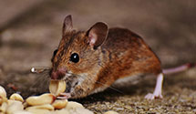 pest-proofing-and-structural-hardening Experts in Engleside